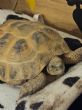 Horsfield, : Young approx 3 years old (Jeni)